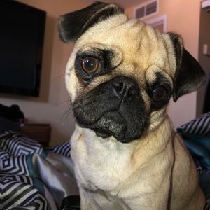 Meet your Posher, Kelsey